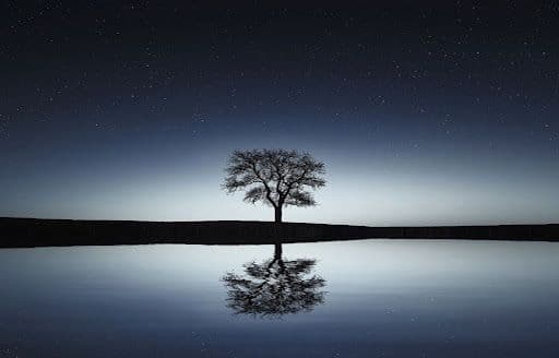 Tree in Water